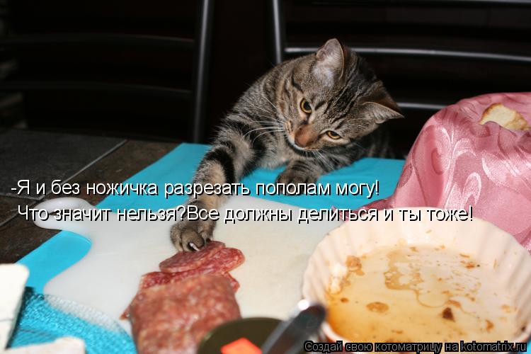 Котоматрица: -Я и без ножичка разрезать пополам могу! Что значит нельзя?Все должны делиться и ты тоже!