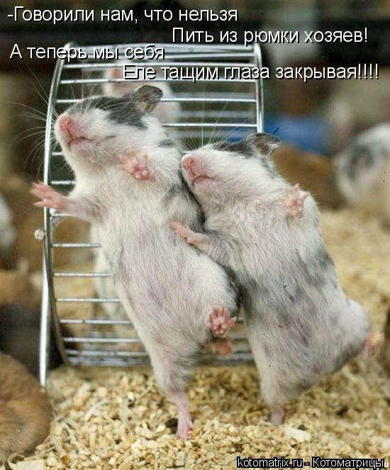 Котоматрица: -Говорили нам, что нельзя Пить из рюмки хозяев! А теперь мы себя Еле тащим глаза закрывая!!!!