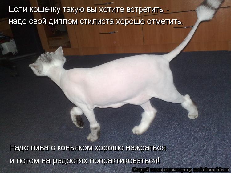 Котоматрица: Если кошечку такую вы хотите встретить -  надо свой диплом стилиста хорошо отметить. Надо пива с коньяком хорошо нажраться  и потом на радос