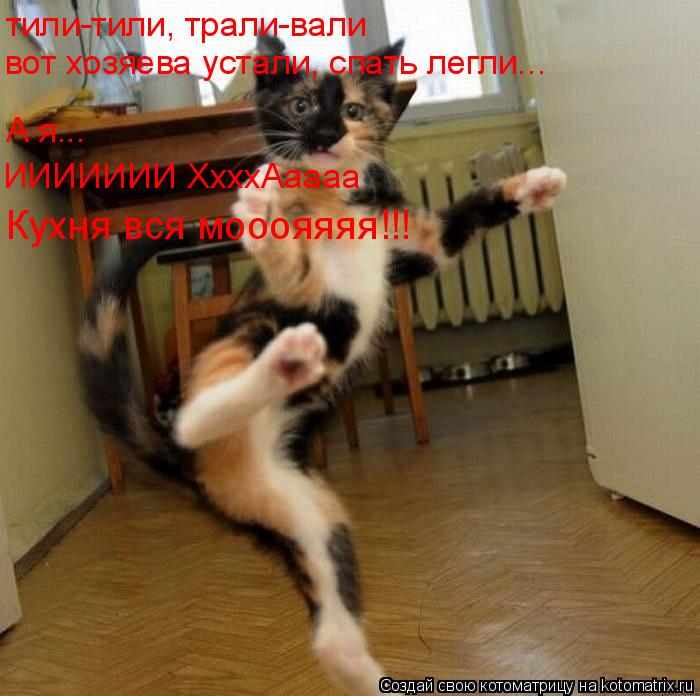 Котоматрица: тили-тили, трали-вали вот хозяева устали, спать легли... ИИИИИИИ ХхххАаааа Кухня вся мооояяяя!!! А я...