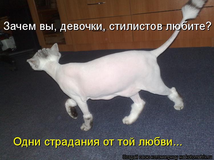 Котоматрица: Зачем вы, девочки, стилистов любите?  Одни страдания от той любви...