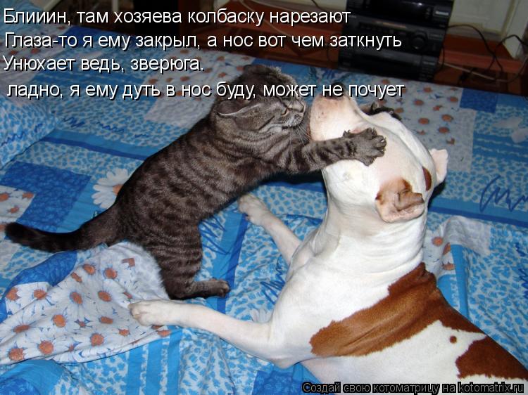Котоматрица: Блииин, там хозяева колбаску нарезают Глаза-то я ему закрыл, а нос вот чем заткнуть Унюхает ведь, зверюга. ладно, я ему дуть в нос буду, может 