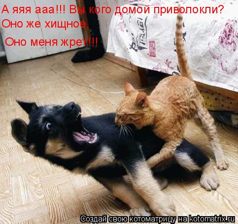 Котоматрица: Оно же хищное, Оно меня жрет!!! А яяя ааа!!! Вы кого домой приволокли?