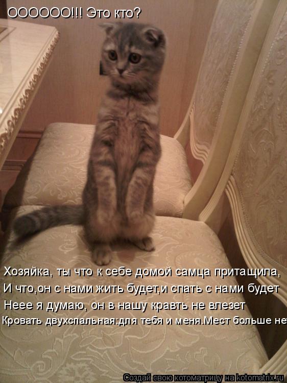 Котоматрица: ОООООО!!! Это кто? Хозяйка, ты что к себе домой самца притащила, И что,он с нами жить будет,и спать с нами будет Неее я думаю, он в нашу кравть не