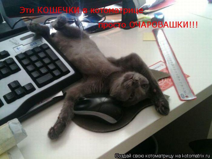 Эти КОШЕЧКИ в котоматрице просто ОЧАРОВАШКИ!!!... Котоматрица: Эти КОШЕЧКИ в котоматрице просто ОЧАРОВАШКИ!!!