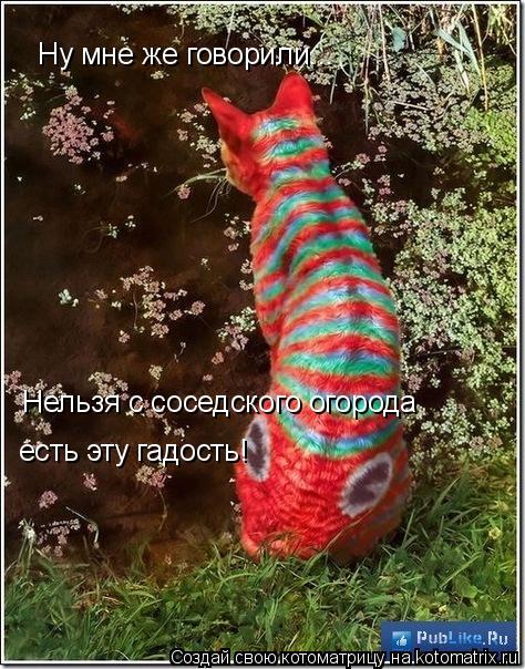 Ну мне же говорили... Нельзя с соседского огорода есть эту гадость!... Котоматрица: Ну мне же говорили... Нельзя с соседского огорода есть эту гадость!