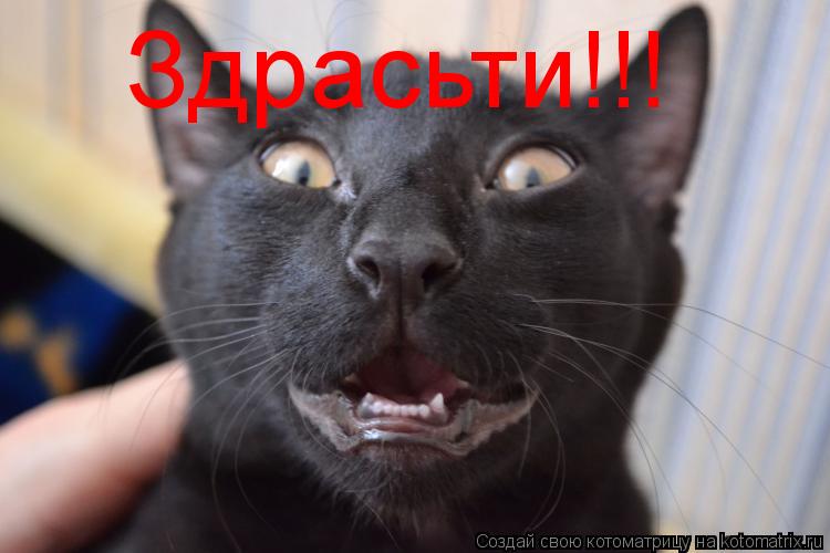 Здрасьти!!!... Котоматрица: Здрасьти!!!