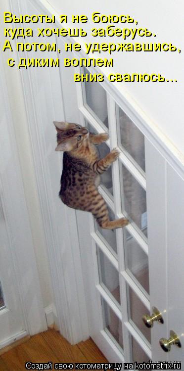 А потом, не удержавшись, с диким воплем вниз свалюсь... куда хочешь заберусь. Высоты я не боюсь,... Котоматрица: А потом, не удержавшись, с диким воплем вниз свалюсь... куда хочешь заберусь. Высоты я не боюсь,
