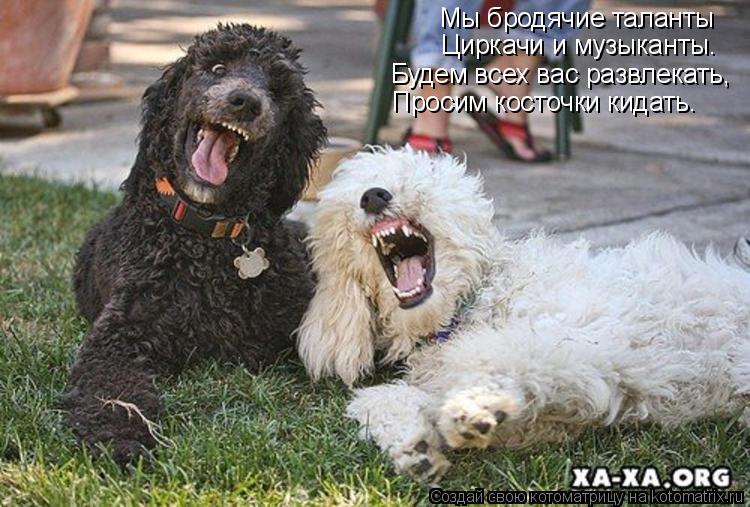 Мы бродячие таланты Циркачи и музыканты. Будем всех вас развлекать, Просим косточки кидать.... Котоматрица: Мы бродячие таланты Циркачи и музыканты. Будем всех вас развлекать, Просим косточки кидать.