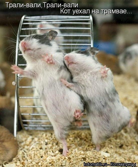 Трали-вали,Трали-вали Кот уехал на трамвае...... Котоматрица: Трали-вали,Трали-вали Кот уехал на трамвае...