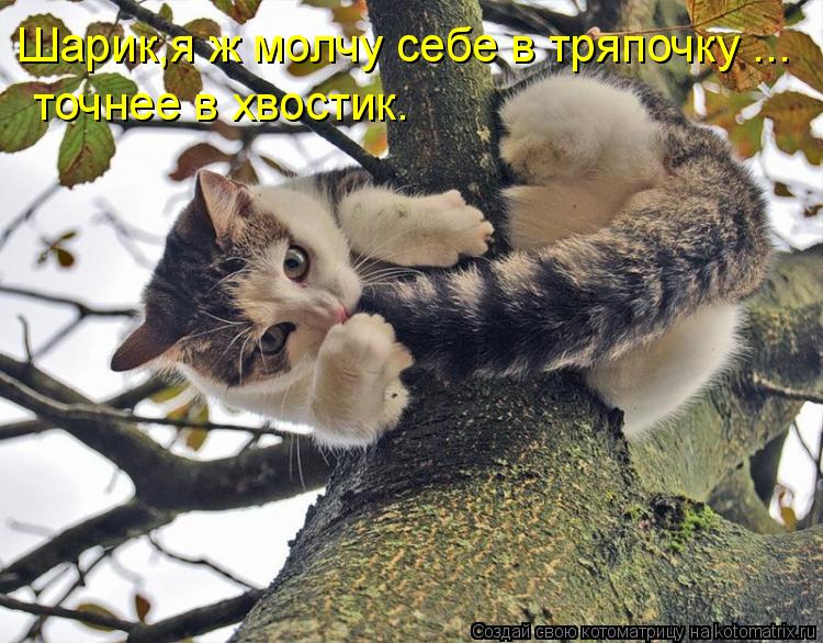 Шарик,я ж молчу себе в тряпочку ... точнее в хвостик.... Котоматрица: Шарик,я ж молчу себе в тряпочку ... точнее в хвостик.