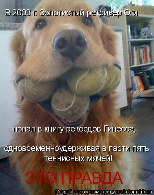 В 2003 г. Золотистый ретривер Оги попал в книгу рекордов Гинесса, одновременноудерживая в пасти пять ... Котоматрица: В 2003 г. Золотистый ретривер Оги попал в книгу рекордов Гинесса, одновременноудерживая в пасти пять теннисных мячей! ЭТО ПРАВДА