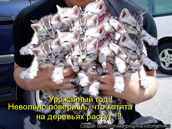 Урожайный год ! Невольно поверишь, что котята на деревьях растут !!!... Котоматрица: Урожайный год ! Невольно поверишь, что котята на деревьях растут !!!