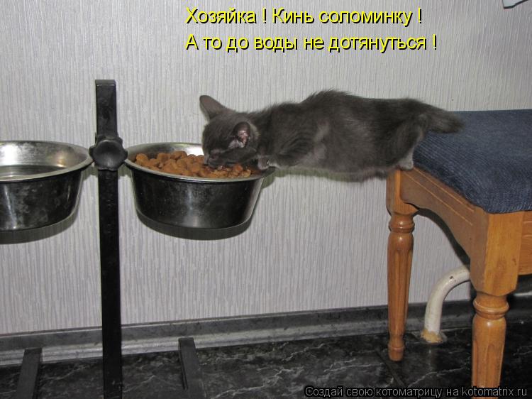 Хозяйка ! Кинь соломинку ! А то до воды не дотянуться !... Котоматрица: Хозяйка ! Кинь соломинку ! А то до воды не дотянуться !