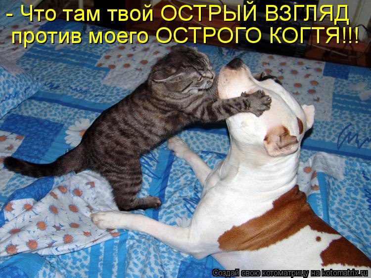 - Что там твой ОСТРЫЙ ВЗГЛЯД против моего ОСТРОГО КОГТЯ!!!... Котоматрица: - Что там твой ОСТРЫЙ ВЗГЛЯД против моего ОСТРОГО КОГТЯ!!!
