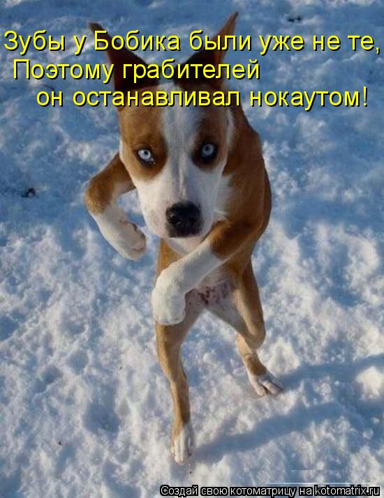 он останавливал нокаутом! Поэтому грабителей Зубы у Бобика были уже не те,... Котоматрица: он останавливал нокаутом! Поэтому грабителей Зубы у Бобика были уже не те,