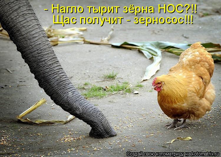 Котоматрица: - Нагло тырит зёрна НОС?!! Щас получит - зерносос!!!