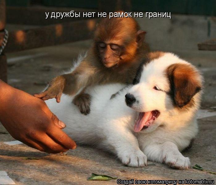 у дружбы нет не рамок не границ... Котоматрица: у дружбы нет не рамок не границ