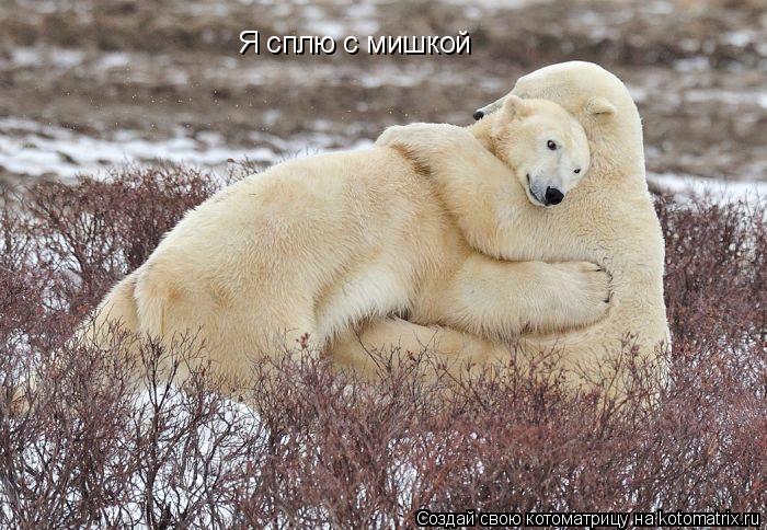 Я сплю с мишкой... Котоматрица: Я сплю с мишкой