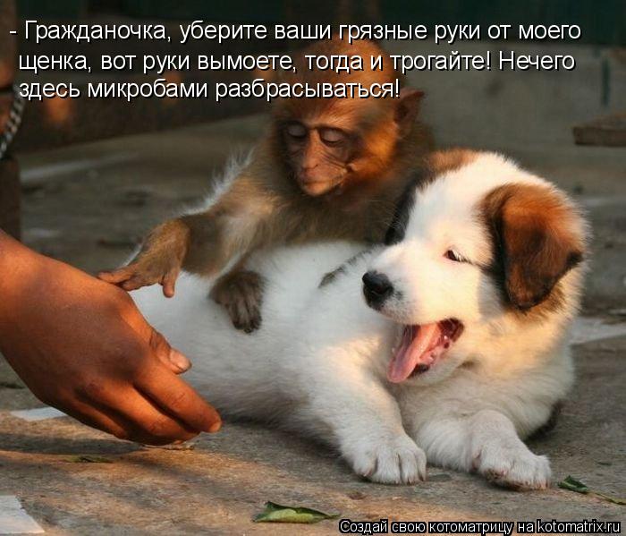 Котоматрица: - Гражданочка, уберите ваши грязные руки от моего  щенка, вот руки вымоете, тогда и трогайте! Нечего здесь микробами разбрасываться!