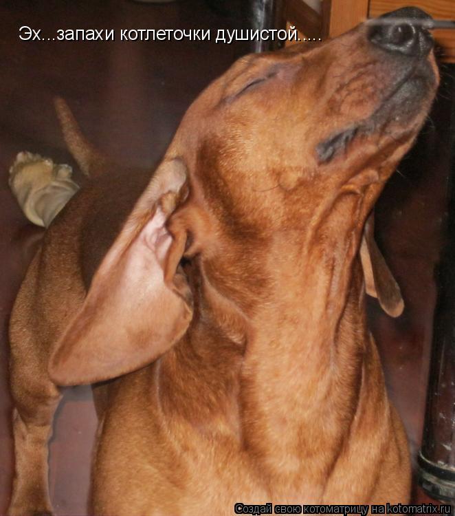 Котоматрица: Эх...запахи котлеточки душистой.....