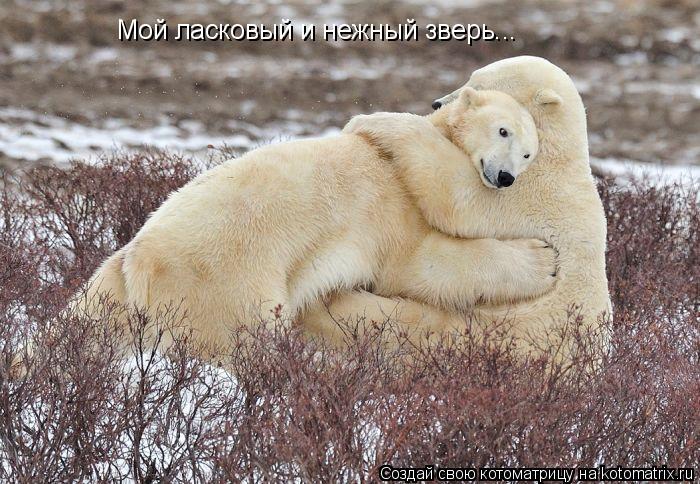 Котоматрица: Мой ласковый и нежный зверь...