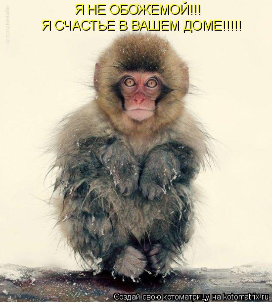 Котоматрица: Я НЕ ОБОЖЕМОЙ!!! Я СЧАСТЬЕ В ВАШЕМ ДОМЕ!!!!!