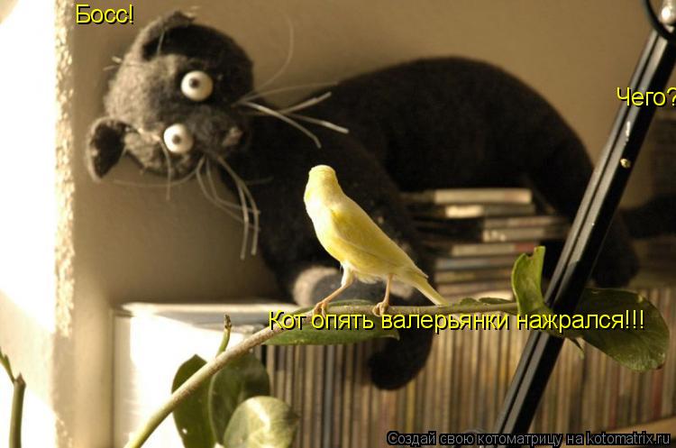 Котоматрица: Босс! Чего? Кот опять валерьянки нажрался!!!