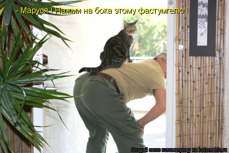 Котоматрица: - Маруся ! Нажми на бока этому фастумгелю !