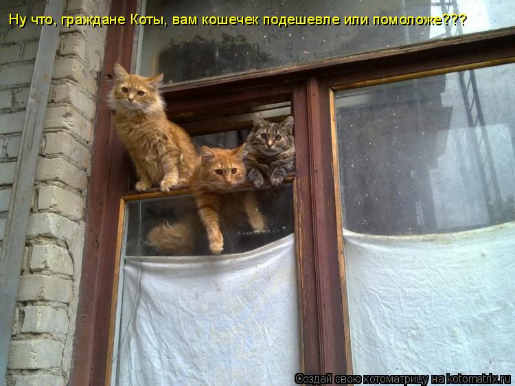 Котоматрица: Ну что, граждане Коты, вам кошечек подешевле или помоложе???