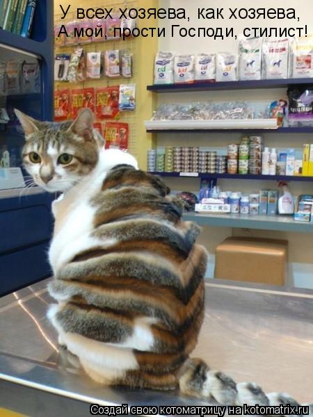 Котоматрица: У всех хозяева, как хозяева, А мой, прости Господи, стилист!