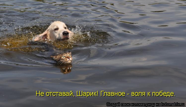 Котоматрица: Не отставай, Шарик! Главное - воля к победе.