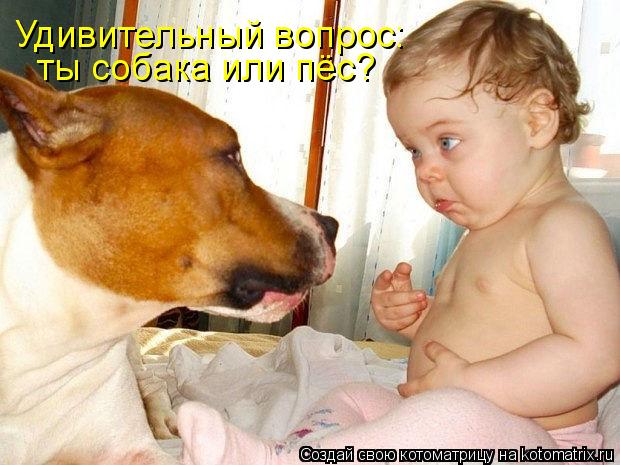 Котоматрица: Удивительный вопрос: ты собака или пёс?