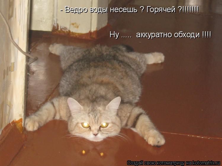 Котоматрица: - Ведро воды несешь ? Горячей ?!!!!!!! Ну .....  аккуратно обходи !!!!