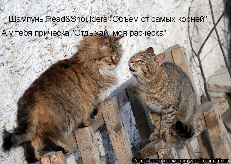 Котоматрица: Шампунь Head&Shoulders "Объем от самых корней" А у тебя прическа "Отдыхай, моя расческа"