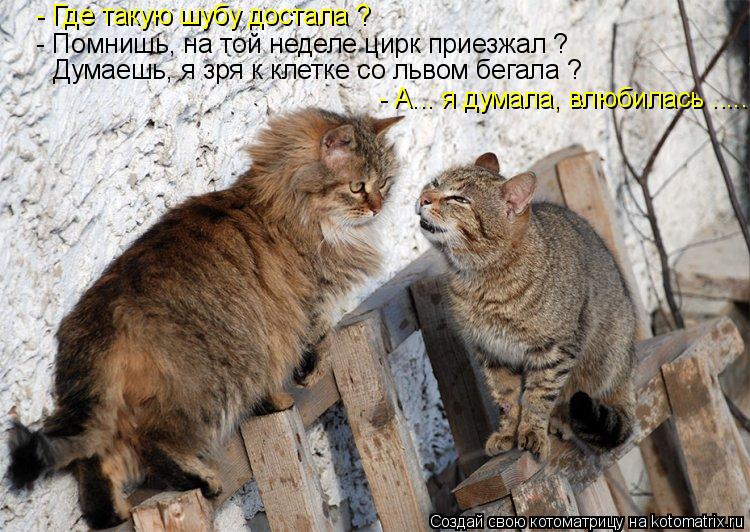 Котоматрица: - Где такую шубу достала ? - Помнишь, на той неделе цирк приезжал ? Думаешь, я зря к клетке со львом бегала ? - А... я думала, влюбилась .....
