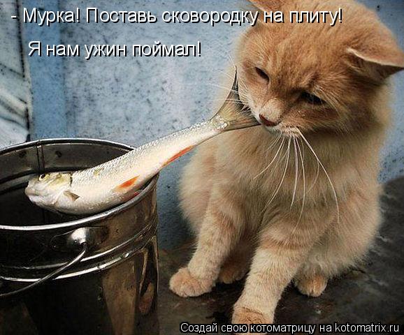 Котоматрица: Я нам ужин поймал! - Мурка! Поставь сковородку на плиту!