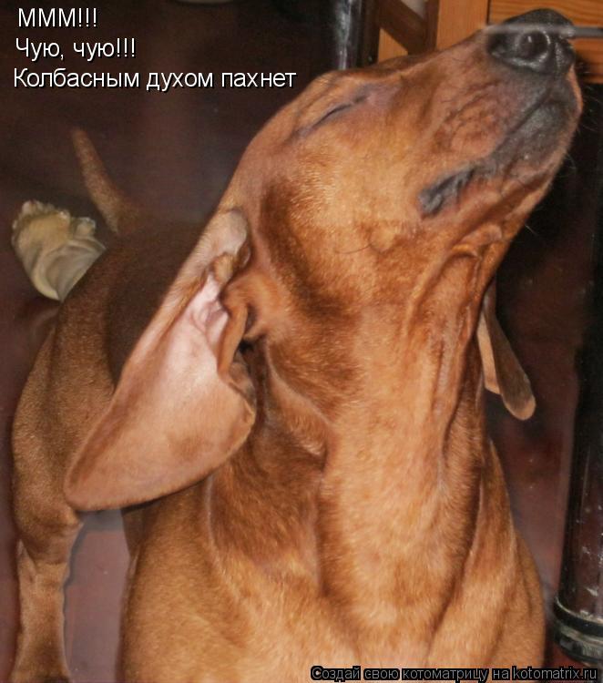МММ!!! Чую, чую!!! Колбасным духом пахнет... Котоматрица: МММ!!! Чую, чую!!! Колбасным духом пахнет