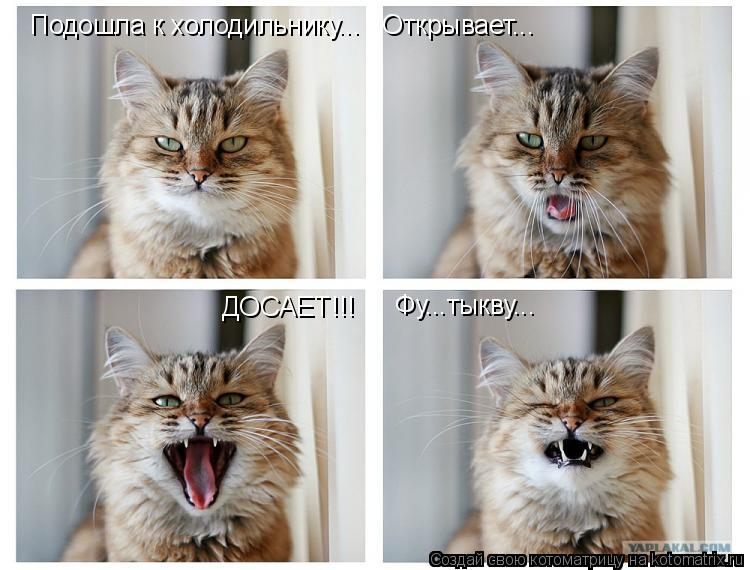 Котоматрица: Подошла к холодильнику...   Открывает... ДОСАЕТ!!! Фу...тыкву...