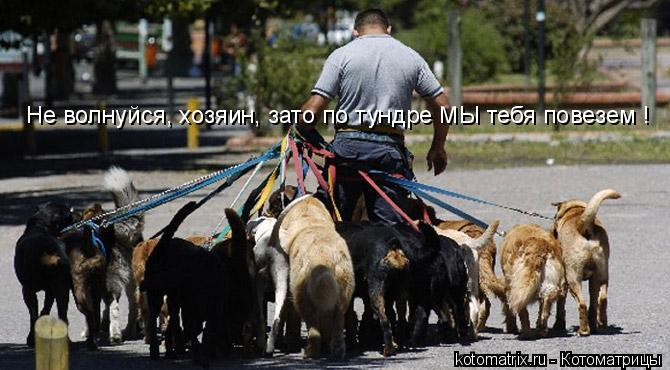 Котоматрица: Не волнуйся, хозяин, зато по тундре МЫ тебя повезем !