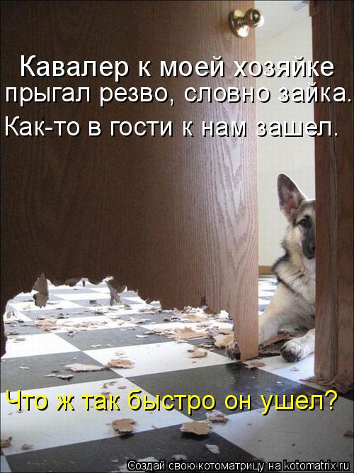 Котоматрица: Кавалер к моей хозяйке  прыгал резво, словно зайка. Как-то в гости к нам зашел. Что ж так быстро он ушел?