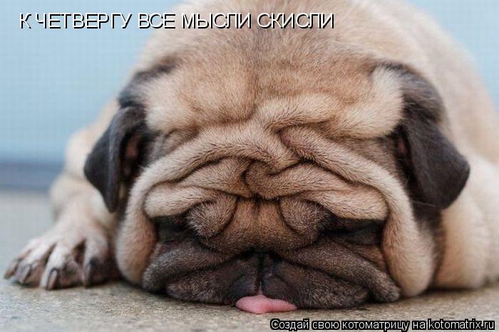 Котоматрица: К ЧЕТВЕРГУ ВСЕ МЫСЛИ СКИСЛИ