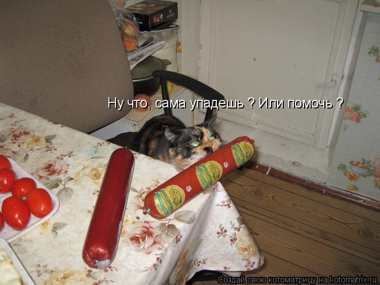 Котоматрица: Ну что, сама упадешь ? Или помочь ?