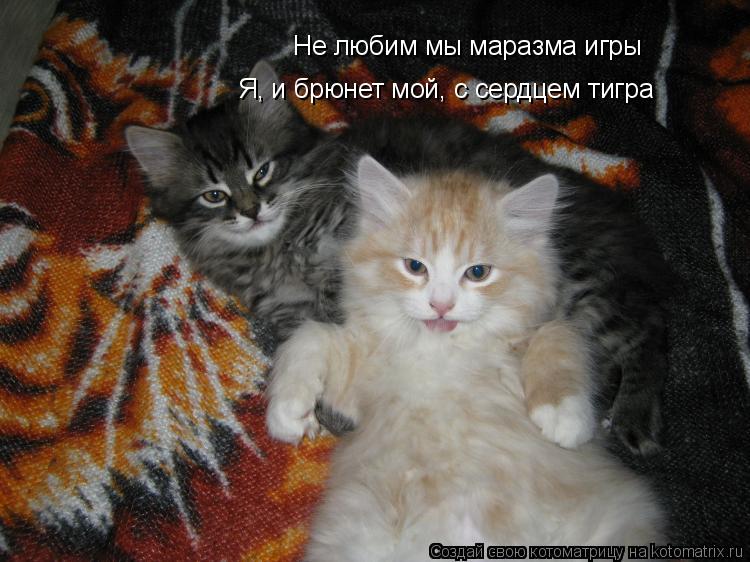 Котоматрица: Не любим мы маразма игры Я, и брюнет мой, с сердцем тигра