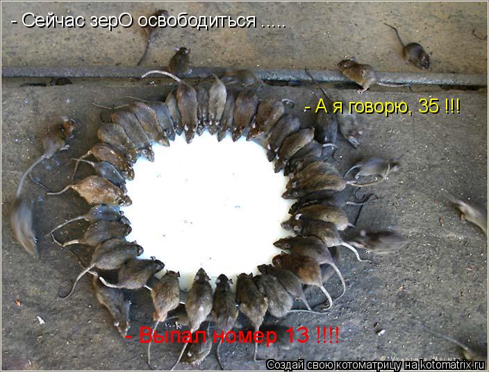 Котоматрица: - Сейчас зерО освободиться ..... - А я говорю, 35 !!! - Выпал номер 13 !!!!