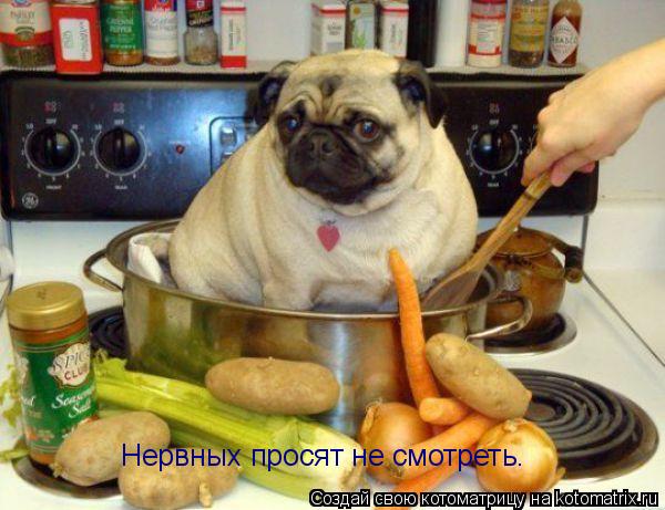Котоматрица: Нервных просят не смотреть.
