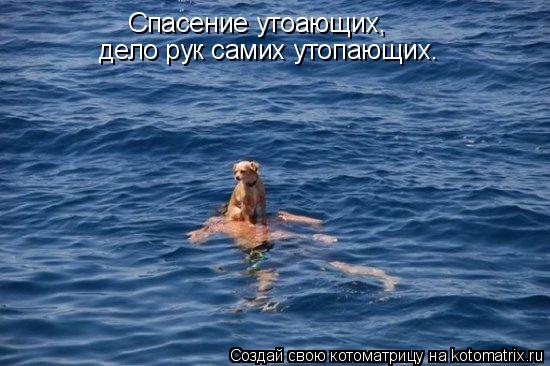 Котоматрица: Спасение утоающих, дело рук самих утопающих.