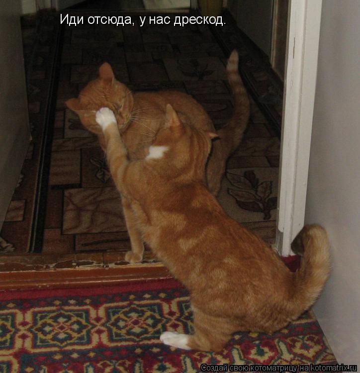Котоматрица: Иди отсюда, у нас дрескод.