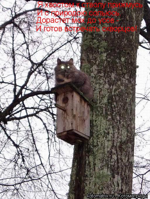 Котоматрица: Я хвостом к стволу прижмусь И с природою сольюсь. Дорастет мох до усов - И готов встречать скворцов!