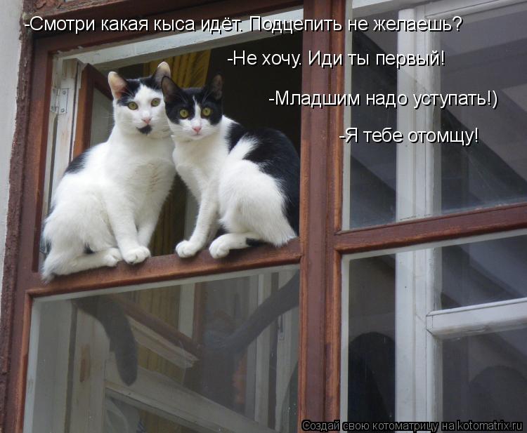 Котоматрица: -Смотри какая кыса идёт. Подцепить не желаешь? -Не хочу. Иди ты первый! -Младшим надо уступать!) -Я тебе отомщу!